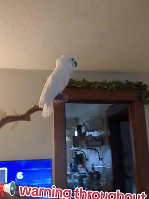 #furbythebirb #beautifulbirds #parrots #birdvideos #cutebirds #parrotsoftiktok #umbrellacockatoo #cockatoos #cockatoo #cockatoosoftiktok #talkingbird #cutebirdvideos #exoticpet #fyp #birdsoftiktok #mypetparrot