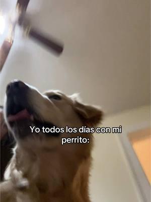 Lo amo ❤️ #perrostiktokers #dogs #mascotastiktok #dogsoftiktok #perritos #goldenretriever #compañero #perruno #amor #viralvideos 