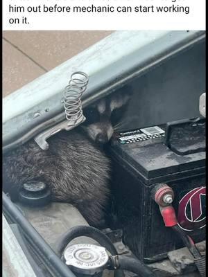 I guess being a letter carrier is harder than I thought. #follow #me #formore #coolstuff #ifyourecool #doit #hitlike #fatheristheone #funny #humor #comedy #hilarious #like #share #comment#usps #whatdoyouthink #raccoon #LLV#motor#battery#mail