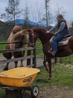 little dragon snort🫶😂 by the time we started walking back to the barn he was in love and didnt want to leave her😂 #horse #camel #saddlebred #fyp #friends #equestrian #foryoupage #humpday #funny 