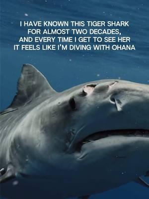 Queen Ali’i Nicole is a 17ft Hawaiian Tiger Shark who I’ve been diving with for almost two decades ‼️ Check out oceanramsey.org to learn more about sharks and how to safely coexist with them 🦈🤙🏽 @Ocean Ramsey Sharks @OneOceanDiving  #oneocean #oneoceandiving #sharkdiving #hawaii #hawaiitravel #sharktours #a