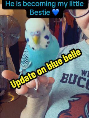 A little blue belle bird update!! #birds #bird #birdtok #budgie #birdlife #parakeet #parakeets #parakeetsforbeginners #parakeetsoftiktok #bougiebs 