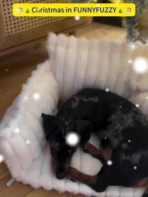 Christmas in FunnyFuzzy stories❄🎄  #funnyfuzzypet #dogstairs #cutepuppy #funnyfuzzy #doglover #ilovedog #cutepuppylovers #dogtok #PetLife #dogsoftiktok #Christmas #christmasdecoration