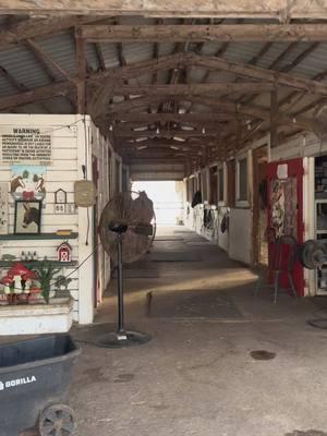 Horses are like thousand pound toddlers #horsesoftiktok #horse #rescuehorse #barnlife #farmlife #equine #sanctuary #animals #funnyfarm #fyp #foryourpage #nonprofit #delmarfarm 