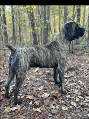 With structure, boundaries, exposure and fulfilling his genetic desire to chase and bite I have trained him to ignore kids on bikes. Before this training, he wanted to chase and pop all of the bicycle tires. #boerboel #DogTraining #prey #chase #bicycle #exposure #reactivedog #trainyourdog #territorial #genetics #fulfillment #workingdog 