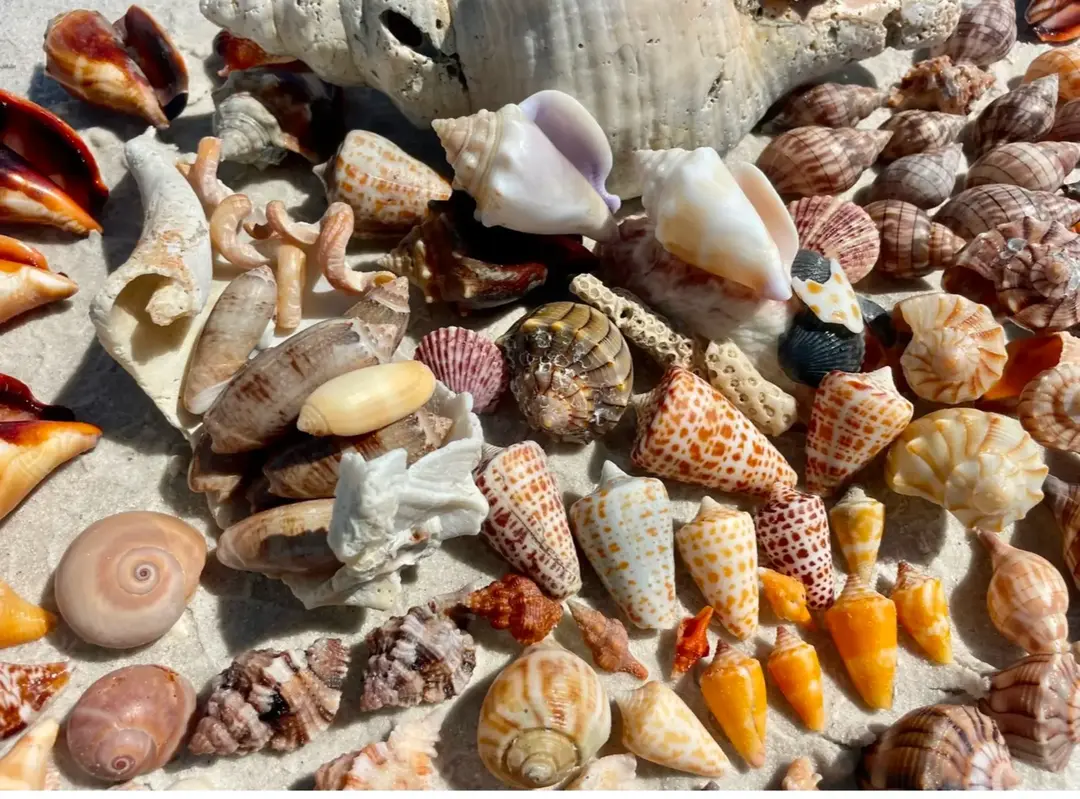 Good Morning Shellers ! It’s the weekend let’s get the SHELLing on. Epic shelling going on in the Ten Thousand Islands 🏝️come join us don’t miss out ! ❤️🐚 🐚 239-571-2331  www.treasureseekersshelltours.com 🐚  Only Collet Empty Shells  🐚 #tours #fun #bestdaysever #bestdayever #tours #shellfinds #bestdays #tulips#truetulips#shellmarcoisland #shellkiceisland #shellyeah #shellers #goodvibesonly #shellsgalore #iloveflorida #floridalife #shellers #adventure #marcoisland #shoregoodsmarcoisland #gulfcoasttoursllc #boating #boatlifestyle #bigboats #ecotours #boating #boatlife #boatinglifestyle #boatinglifestyle #shellkiceisland #vacationmode #iloveflorida #shellmarcoisland #gulfcoastlife #iloveseashells #boatcaptains #vacationmode @Beaches and Sunsets @I_Survived_Kice_Island @Shore Goods @Ken @Visit Florida Card @Gulf Coast Tours @10k_islands_shell_club 