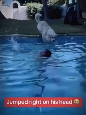 #funy #funyvideo #dog #dogsoftiktok #cat #catoftiktok #voice #pet #haha #petoftiktok #VoiceEffects #Imao #lol #loud #humor #voiceover 