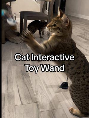 Cat Interactive Toy Wand. #fyp #toywand #cattoy #playfulcat #catinteractivetoy #TikTokShop #TikTokShop #ttshopdeals #flashsale #trending #christmas #gift #giftideas