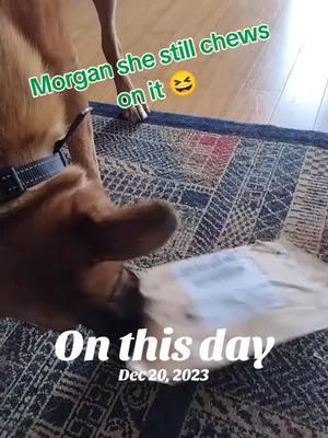 #onthisday #2023recap #christmaspresent #pets #dogsoftiktok #PetsOfTikTok #chloe #over50club @Morgan Barron💚 She thinks every package that comes is her's 😆😂