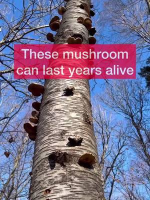 These birch polypore mushrooms can typically live for 1-2 years. This may seem a lot, but the mushrooms you see in the video are just the fruiting bodies that the birch polypore fungus produced to generate spores that will let the fungus reproduce.  In other words, the actual fungus that produced the mushrooms lives within the dead birch tree and can live for years there, slowly decomposing the wood. This ‘invisible’ part of the fungus consists of huge networks of cell filaments (hyphae) that extend everywhere in the wood (the hyphae network is called mycelium). . This bracket mushroom is so beautiful. I love the intricate pore pattern on its underside. These pores are formed by tubular structures that contain the spore-producing part of the mushroom (the hymenium). . Don’t underestimate the ecological importance of fungi! Just because most of the time we don’t see them, it doesn’t mean they are not all around us. It is fungi like the ones in the video that make dead trees decompose. This will recycle nutrients into the forest and will keep the ecosystem healthy. . Fungi are absolutely amazing!! (and very underrated) . For this video I used a Leica ZOOM 200 stereoscope and an Olympus BX41 microscope at up to 1000x magnification. #microscopy #microscope #fungi #mushrooms #mycelium #hyphae #ecology #Fomitopsisbetulina #birchpolypore #polypores #drbioforever 