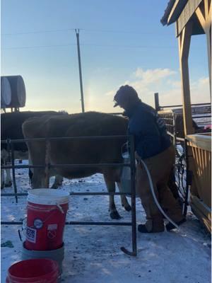 L-I-V-I-N ~ even at -13 below with the windchill I wouldn’t want to do anything else. #crookedcreekfarms #montanarawmilk #rawmilkdairy #microdairy 