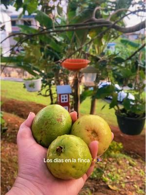 La cosecha ✨🇵🇷🫶 #puertorico #campo #vida #viviendoenelcampo #unavidafeliz #pr #puertorico🇵🇷 #guayabas #frutos #cosecha #siembra #foryoupage #foryou #fypシ #fyp #trending #viralvideo #prtok #puertorican #boricua #boricua🇵🇷 #paladiaspora #diaspora #fypシ゚viral 