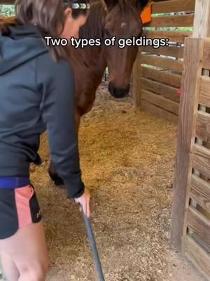 “Im allergic to tap water” #horse #horses #equestrianoutfit #horsegirl #rodeo #barrelracing #gelding © 2024 Connect the Chex #onthisday 