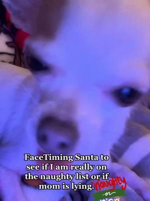 Santa’s list! 😭 #dog #puppy #chihuahuastiktok #santaslist 