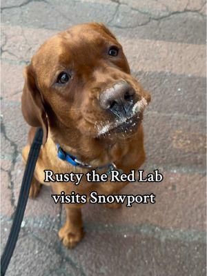 the whip cream cup was the highlight of my snowport experience @SnowportNewsNetwork #rustytheredlab #foxredlabrador #labradorretrieversoftiktok #labradorsoftiktok #labradorpuppy #foxredlab #christmaspuppy #puppyvoiceover #trickstervoice #snowport #snowportboston 