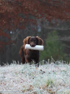 Miley #viral #fyp #foryoupage #boykin #boykinspaniel #pup #puppy #duckdog #dog 