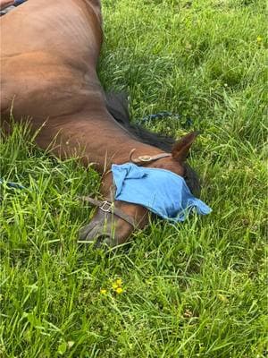 Immediately made this as soon as I came across this sound💀. Those non horse people who are new to my page might not have seen what it looks like when a horse gets gelded, any and all questions welcomed ! And rewatching these videos made me even more excited for lush spring grass. #horsetok #ottb #thoroughbred #manhood #gelding #stud #equestrian #amateur #adultamateur #funny #friday #floppyfriday #candyride #humor #sarcasm #eventing #dressage #hunter #jumper #secondcareer #english #western  #spring #winter #springhurryup 