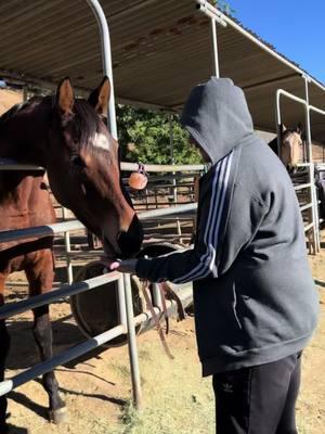 My sweet brother in law @James Baker loving on my baby while I’m stuck in bed! It warms my heart to know she’s so loved! #Blessed #ottb #ottblove #ottbsoftiktok #ottbmare #ottbfilly #filly #mare #thoroughbred #andarna #retiredracehorse #thoroughbredsoftiktok #retired #secondhonor #carrots #Love #horsegirl 