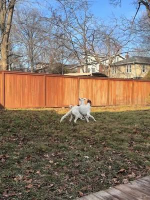 Argos and Leo will do body slams, pow pows, and awoooos #dogsoftiktok #dogmom #borzoi #ibizanhound 