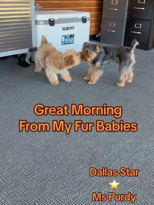 Great Morning Brought to you by my Fur Babies Dallas Star & Ms Purdy. #furbaby #furbabylove #furbabiesoftiktok #furbabylove #dogmom #dogmomlife #dogmoms #dogsoftiktok #dogmomsoftiktok #yorkiesoftiktok #yorkiemom #yorkies #yorkielover #muttsoftiktok 