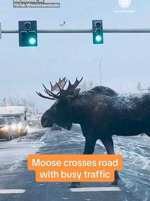 Watch this daring moose jaywalk across a busy road! 🚦🦌 Traffic was fast, but he made it safely. 🎥: @Tania T S  #moose #mooseoftiktok #alaska #alaskalife #animals #wildlife #accuweather 