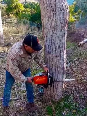 Pro logger cuts 200 year old maple tree #logging #logger #firewood #treework 