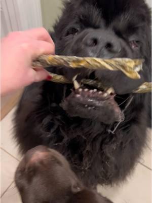 Sure hope we made the #nicelist … mom is running out of treats!  We need #santapaws to make a visit ASAP!  Mom found a bag of dried cod skin crunchies to save the day! 🐟  #Newfoundlanddog #newfoundlandpuppy #littlemissopinionated #newfoundlanddog #newfoundlandsoftiktok by#newfie #newfiesoftiktok #brownnewfie #cocopuffthenewf #dogtok #puppies #puppylove #newfsoftiktok #newfs #dogsoftiktok #bigdog #browndogs #puppyoftheday #puppylife #newfoundlandsarethebestdogsever #giantbreedlovers #giantbreed #newf #cutedogs  #giantbreedlovers #giantbreedsoftiktok #codskins 