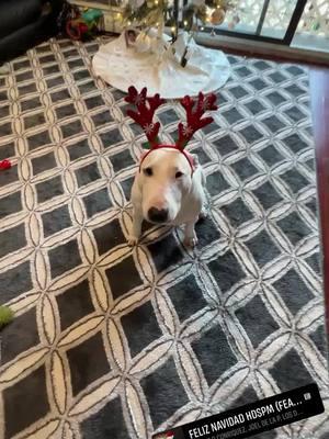 Feliz navidad 😜😹😹 #bullterrier #mascotastiktok #luisrconriquez #feliznavidad #humor #foryou #parati #viral #perrostiktokers #mexicantiktok #feliznavidadhdspm 