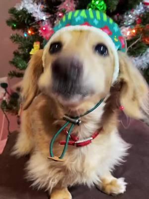 They do you have a good point 🫣 🎅🏻  . ##cutedogsonly##dachshundaddict##dachshundlife##doglife##doxielove##wienerdogs##dogsoftiktok##christmascountdown