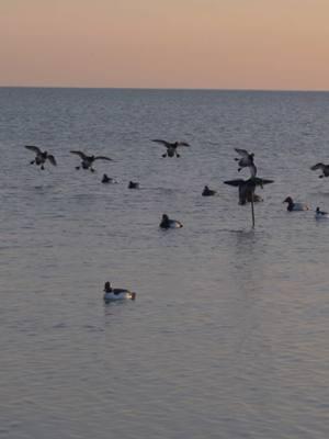 daily dose of bills in the trap … #fyp #sitkagear #trending #waterfowl #duckwaterboats #suzukimarine #erieskiesguideservice #minnkota #foryoupage #tanglefree #avianx #lakeerie #fakebirdstiktok⚠️ 