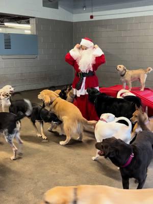 When Santa-Paws makes a visit into the yards 🎁 #Campbowwow #Bloomfield 