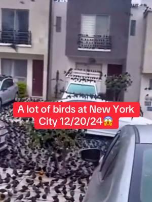 Wow!!!! What's happening? Large Crow Infestation in America! Something terrible is coming 😱😱😱 Birds flocking in New Jersey. #southjersey #birds #drones #tik #tok #fy #ovnis  #anomalia #crow