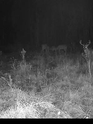 The boys doing their thing... #spypoint #trailcamera #trailcam #whatgetsyououtdoors #gamecamera #trailcams #whyispypoint #trailcameras