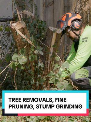 Performing tree work for a homeowner in Columbus, Ohio! We removed multiple arborvitae that were leaning close to a powerline, removed invasive privet for increased light and visibility, fine pruned a specimen crabapple and Japanese laceleaf, and then grinded our stumps! Before and after at the end! - - - #tree #trees #treescape #treehugger #treehuggers #treelover #treelovers #stihl #arborist arboristlife #arblife #arboriculture #horticulture #isacertifiedarborist #treeremoval #treefelling #treepruning #stumpgrinding #stumpgrinder #chainsaw #chainsawman #treecare #treeservice #treelife #treesurgeon #treework #treeworker #stihlchainsaw #arborists #operator 