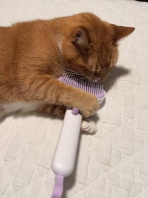 #cat #berniethecat #catlive #orangecat #catcomedy #catbrush #sosatisfying 