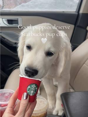 Coffee run with the best girl 🦌🎄🎅🏼 #englishcreamgoldenretriever #goldenretrieverpuppy #pupcupstarbucks 