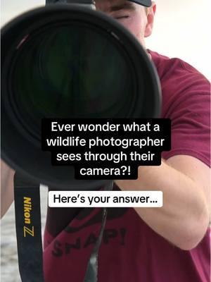 A picture is worth a thousand words, but a video shows the words! #photographersoftiktoktok #naturephotographer #wildlifephotography 