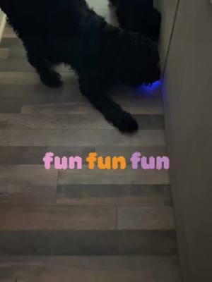 Look how happy they are #zoomies #interactivedogtoy #rechargeable #hoursoffun #aussiedoodle #morkiepoo #dogapproved #furbabies #toys #clickthelink #holidayhaul #heyhoneybunz #dontknockittillyoutokit #nanaofbunches 