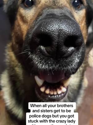 Teefs #gsd #germanshepherd #dog #dogmom #dogslife #policedog #seperationanxiety 