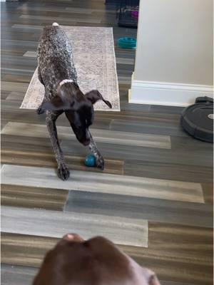 she said i know your tricks👀 #dogvideos #puppyvideos #velcrodog #clingypet #dogmom #cutedog #puppy #puppylove #dogsoftiktok #dogsvideo #germanshorthairedpointer #puppytok #puppylife #funnydog #gsp #gspoftheday #gspsoftiktok #gsppuppy 