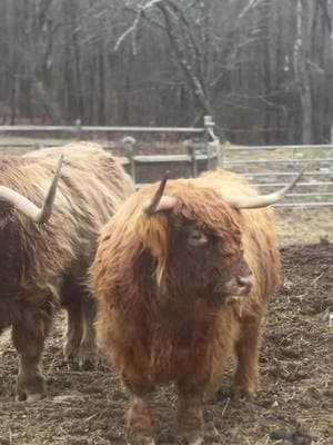 We are over the moon with this beautiful song for Muriel by  Tony Jackson ‼️NO BULL  the lyrics ⬇️ right by the Hudson River where the sun drops down there’s a highland cow and she has the toughest thing around with the mountain behind her and a fiery sky. She stands like a queen as the day waves goodbye now Angus bless his heart. He’s a gentle guy with a sweet little moo, and those big old eyes. He gets online love with his peaceful charm, but over here it’s Muriel who’s guarding the farm Muriel‘s fierce with a heart of gold. She’s tough as nails, but won’t leave you cold well Angus is soft like a summer breeze. It’s Muriel who’s watching over me when the big cats prowl in the dark walls in Muriel is the one keeping everyone in now folks think she’s grumpy. They say she’s bold but Muriel‘s got stories that ain’t been told she’s the first of the fight and the last to retreat so keep all the critters safe in their sleep and guess may be the star with his mellow tune, but it’s Muriel who guards by the light of the moon she’s misunderstood, but she really don’t mind. She’s got a job to do and she does it just fine fierce with a heart of gold. She’s tough as nails, but won’t leave you cold. Well Angus is soft like a Summer Breeze it’s Muriel who who’s watching over me when the big cats prowl in the dark rules and Merrill is the one keeping everyone in Angus may get all the hearts in the shares, but when trouble comes it’s Muriel they fear she’s the queen of the barn with her held held high ready to charge at the blink of an eye oh Muriel fierce with a heart of gold. She’s tough as nails, but won’t leave you cold while Angus is soft like the Hudson breeze. It’s Muriel who’s keeping the peace well, the night gets thick and the shadows fall. Muriel’s the reason they’re safe through it all  by  @Tony Jackson if you aren’t already following him, give him a follow & a listen ~ from the bottom of our hearts thank you Tony 🫶~ NO BULL #newmusic #cows ##song #highlandcow #muriel #angus 