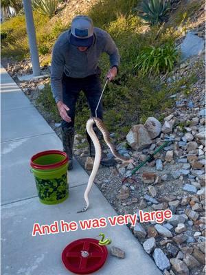 Number 6 🐍🎄🐍 On my all time favorites countdown #video #adventcalander #christmas #fun #big #rattlesnake #snake #greenbucketbruce #socalsnakewrangler #wranglerbruce #beast #beautiful #nature #share