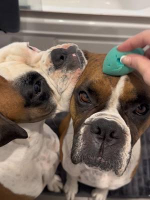 Just a sweet boy who wants his makeup done. And then there’s Gravy… 🙄 #boxerdog #boxer #boxerdogs #boxersoftiktok #tiktokdog #boxermom #boxerlover #boxerlife #boxers 