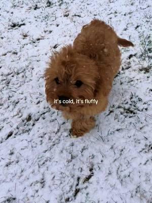 teddy’s first SNOW DAY 🧸🌨️ #cavapoo #cavapoopuppy #puppy #fyp #foryou #snow #snowday 