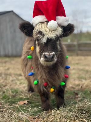 Everyone really just wants a Mini Highland for Christmas🎁🌲🐮 #minihighlandcow #fluffycow #underthetree 