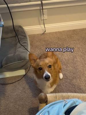 everyday #corgisoftiktok #dogsoftiktok #corgipuppy #tofuandkimchi #dogmom #dogvideo #doglife #corgilife #wfh #wfhdog 