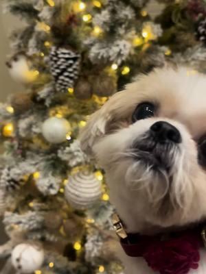 Happy Holidays! #deanmartin #letitsnow #dogsoftiktok #dog #shihtzu #christmas 