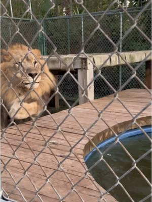 Shaumbay was like “i know you aint loving on my brother and not ME” 😂 #NOTpets #zoonaplesfl #wildlifesanctuary #BigCatSanctuary #BigCatKeeper #EndangeredSpecies #lion #siberiantiger 