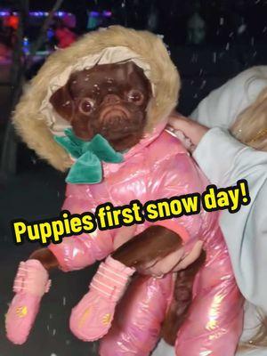 Puppies first time seeing snow 🤣🥺❄️☃️ #puppy #snow #cute #dog #funny #brusselsgriffon 