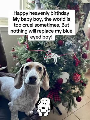 Losing my son has been the hardest and most traumatic week of my life #dachshund #ivdd #pmm #dachshundsoftiktok #dogmom #rip #filtroia #feliznavidad #filtrosnoopy #depression#greiving #Dwaynejohnson #hotdog #doxie #doxiesoftiktok #holidayseason #crazy #traumatized #devistated #filtroia #feliznavidad #filtrosnoopy 